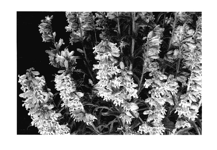 Figure 1 of US plant patent PP18172, the photograph of Party Dress printed in the patent.