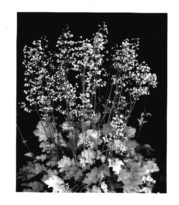 Figure 1 of US plant patent PP18173, the photograph of Ginger Ale printed in the patent.