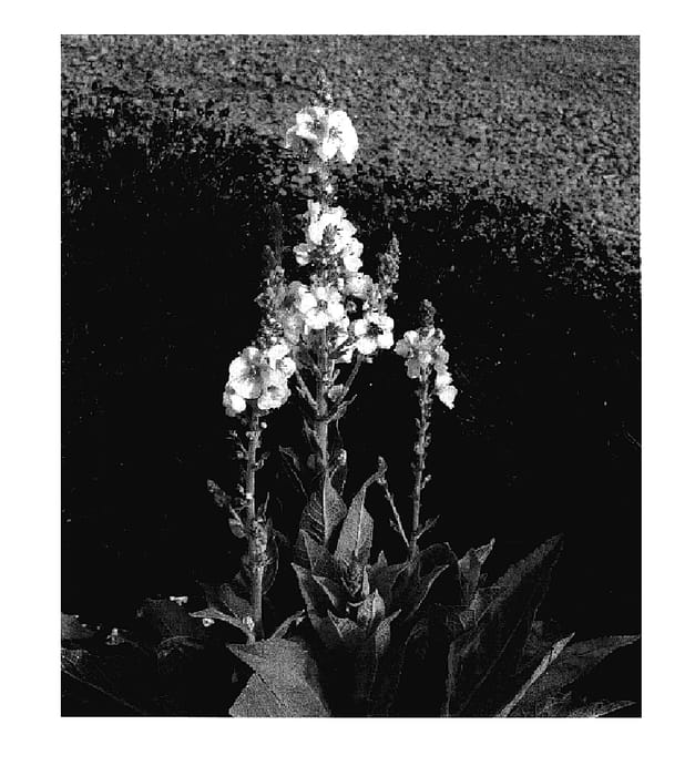 Figure 1 of US plant patent PP18174, the photograph of Lemon Sorbet printed in the patent.
