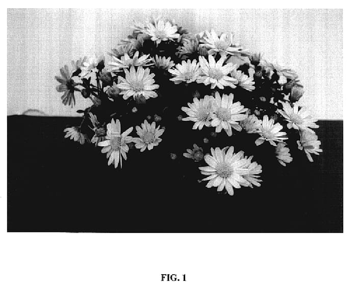 Figure 1 of US plant patent PP18175, the photograph of Power Yellow printed in the patent.