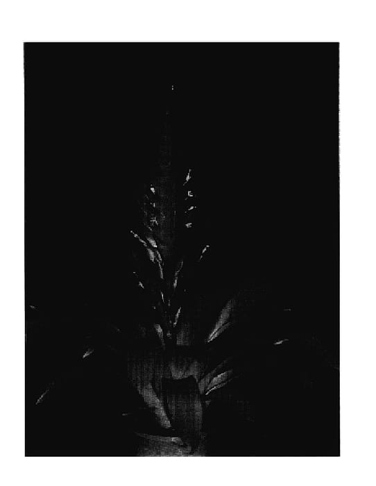 Figure 1 of US plant patent PP18176, the photograph of Style printed in the patent.
