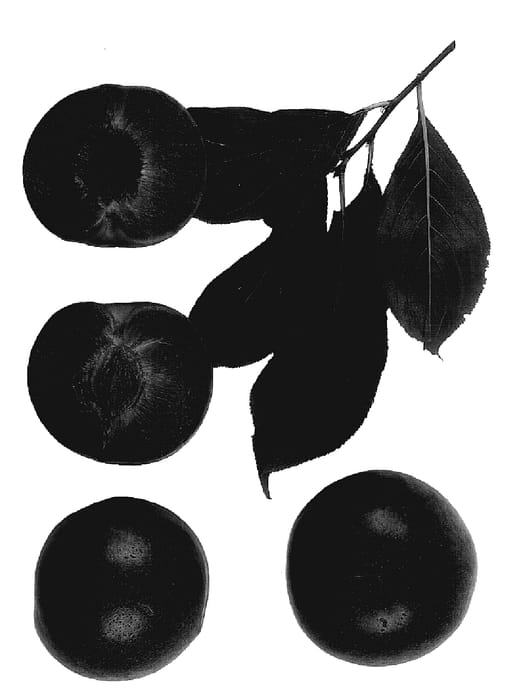 Figure 1 of US plant patent PP18178, the photograph of Dapple Jack printed in the patent.