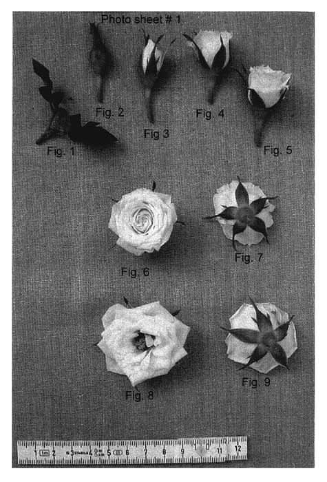 Figure 1 of US plant patent PP18179, the photograph of JENeight printed in the patent.