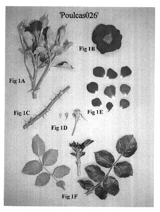 Figure 1 of US plant patent PP18180, the photograph of Poulcas026 printed in the patent.