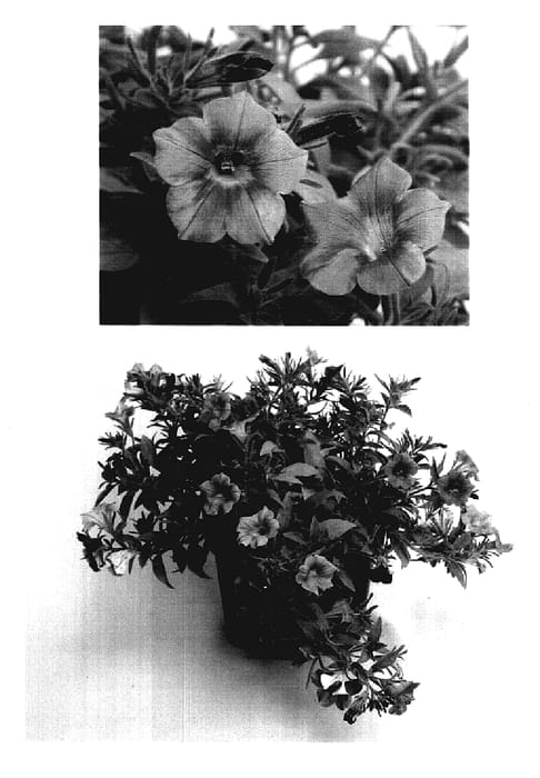 Figure 1 of US plant patent PP18181, the photograph of Blue Salmon Pink printed in the patent.