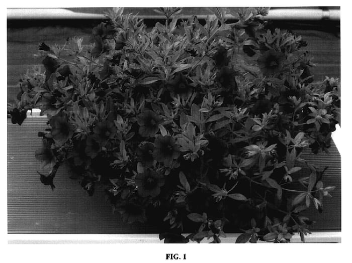 Figure 1 of US plant patent PP18182, the photograph of Sunbelsafu printed in the patent.