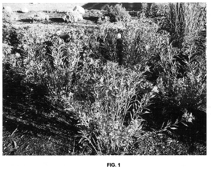 Figure 1 of US plant patent PP18183, the photograph of Mauve Majesty printed in the patent.