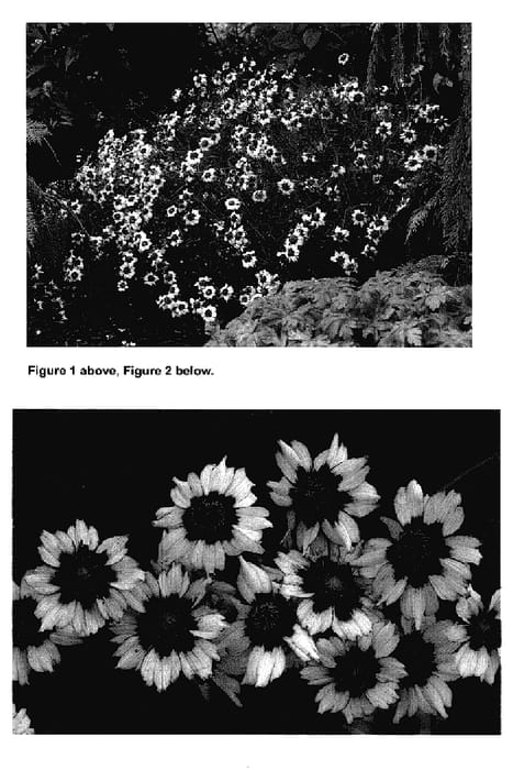 Figure 1 of US plant patent PP18184, the photograph of Autumn Blush printed in the patent.