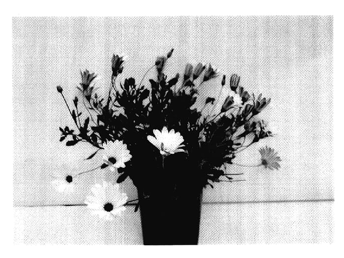 Figure 1 of US plant patent PP18185, the photograph of GG DEL WC06 printed in the patent.