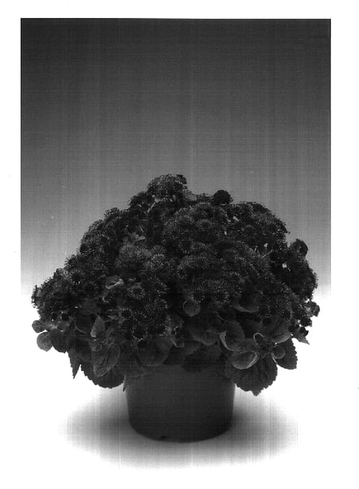 Figure 1 of US plant patent PP18186, the photograph of Agpatbicpuli printed in the patent.