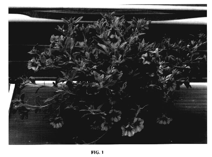 Figure 1 of US plant patent PP18187, the photograph of Sunbelriterra printed in the patent.