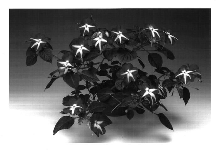 Figure 1 of US plant patent PP18188, the photograph of Imtrabastar printed in the patent.