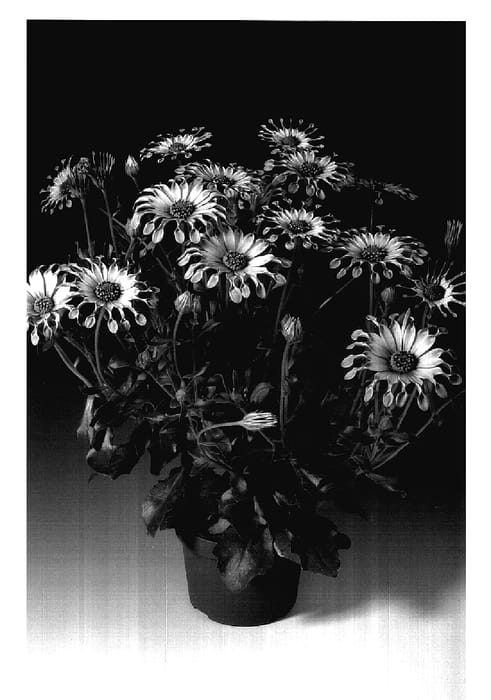 Figure 1 of US plant patent PP18189, the photograph of Osjaseclipur printed in the patent.