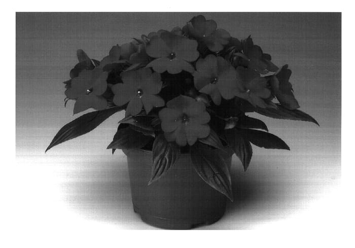 Figure 1 of US plant patent PP18190, the photograph of Ingmulsca printed in the patent.