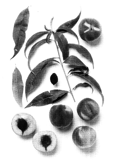 Figure 1 of US plant patent PP18191, the photograph of GP10 printed in the patent.