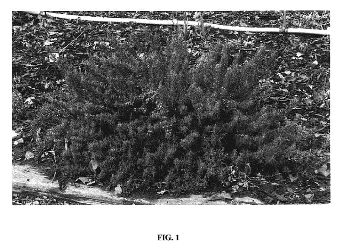 Figure 1 of US plant patent PP18192, the photograph of ROMAN BEAUTY printed in the patent.