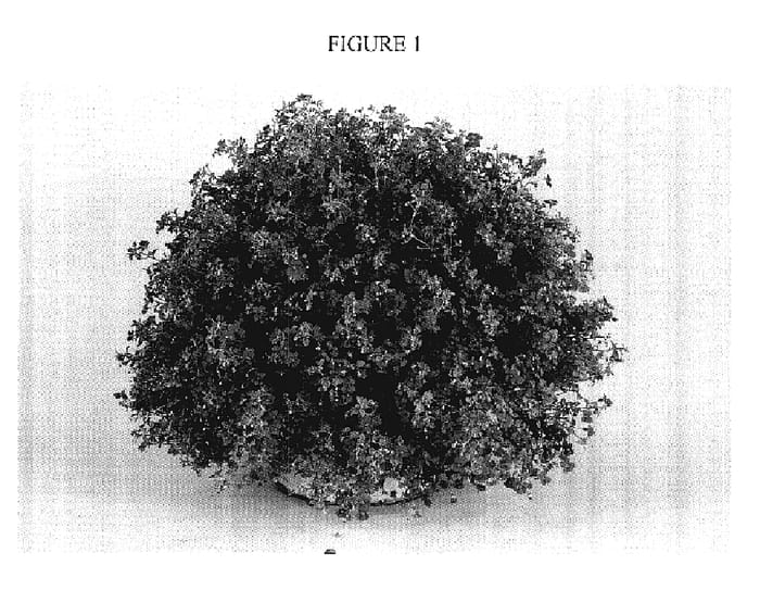 Figure 1 of US plant patent PP18193, the photograph of DANBRIT1 printed in the patent.