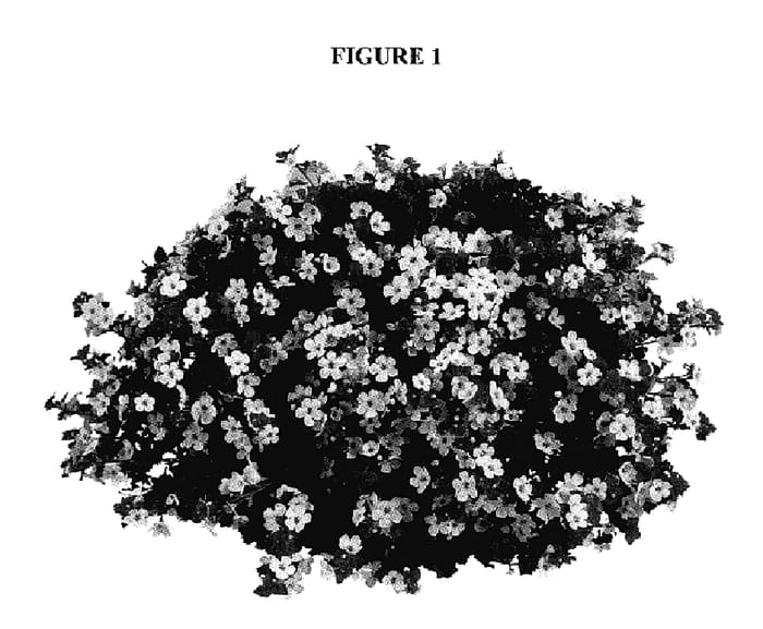 Figure 1 of US plant patent PP18194, the photograph of DANGUL14 printed in the patent.