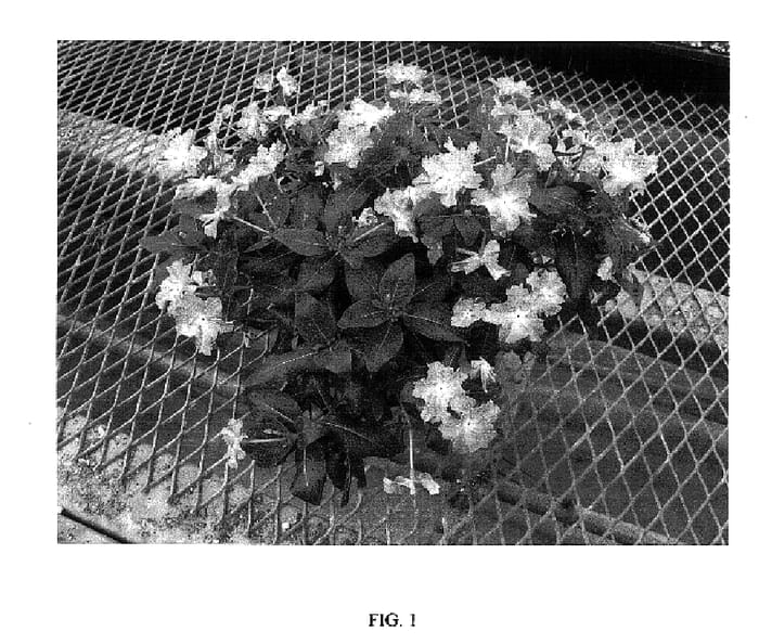 Figure 1 of US plant patent PP18195, the photograph of SAKURAI 01 printed in the patent.