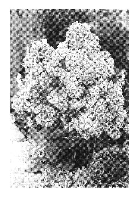 Figure 1 of US plant patent PP18196, the photograph of Peppermint Twist printed in the patent.