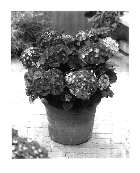 Figure 1 of US plant patent PP18197, the photograph of Red Sensation printed in the patent.