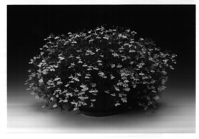 Figure 1 of US plant patent PP18198, the photograph of Lobantis printed in the patent.