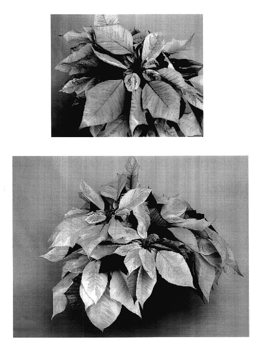 Figure 1 of US plant patent PP18199, the photograph of PER10603 printed in the patent.
