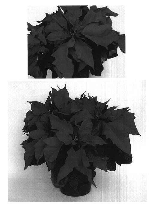 Figure 1 of US plant patent PP18200, the photograph of PER4703 printed in the patent.