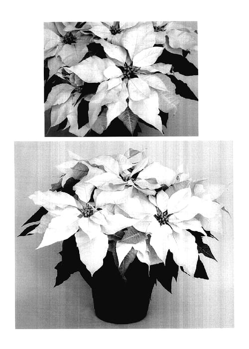Figure 1 of US plant patent PP18201, the photograph of PER2904 printed in the patent.