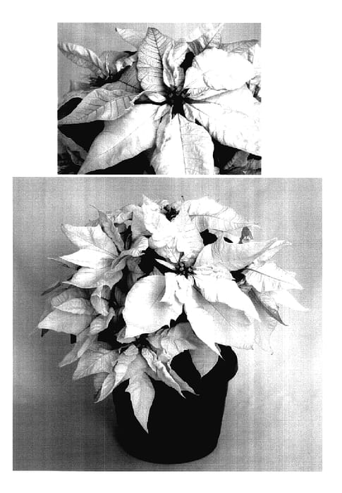 Figure 1 of US plant patent PP18202, the photograph of PER2204 printed in the patent.
