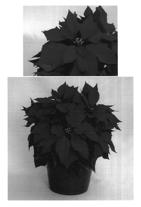 Figure 1 of US plant patent PP18203, the photograph of PER1090 printed in the patent.