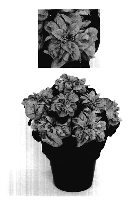 Figure 1 of US plant patent PP18204, the photograph of PER1904 printed in the patent.