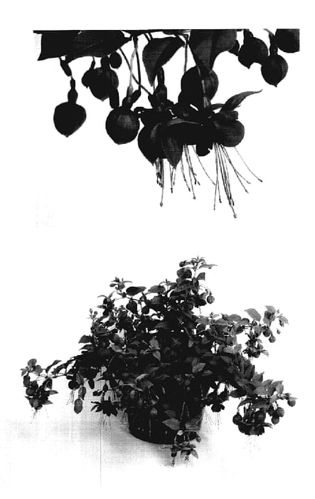 Figure 1 of US plant patent PP18205, the photograph of Kiefubart printed in the patent.