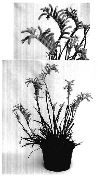 Figure 1 of US plant patent PP18207, the photograph of Rambubona printed in the patent.