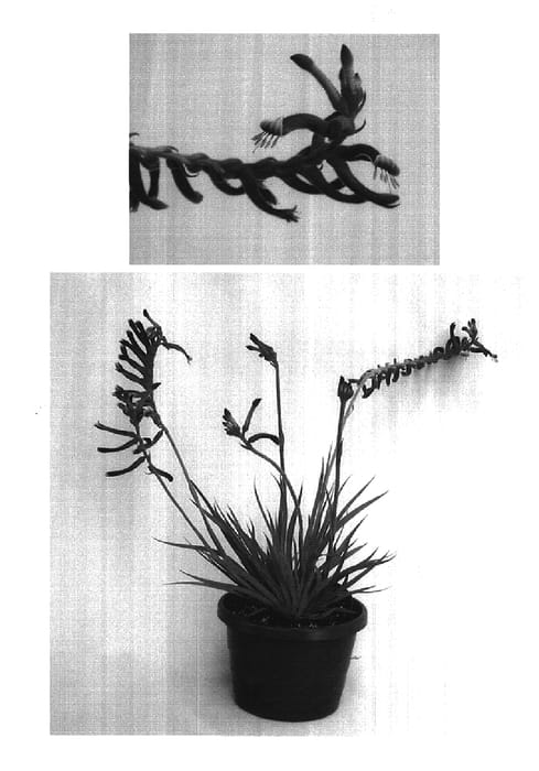 Figure 1 of US plant patent PP18208, the photograph of Rambudan printed in the patent.
