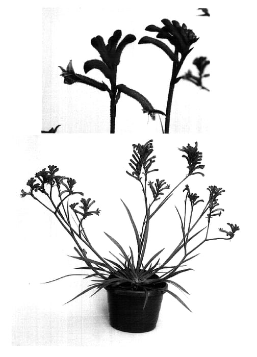 Figure 1 of US plant patent PP18209, the photograph of Rambueleg printed in the patent.