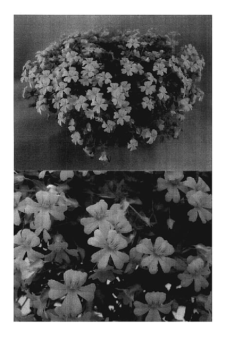 Figure 1 of US plant patent PP18210, the photograph of Sunmecareki printed in the patent.