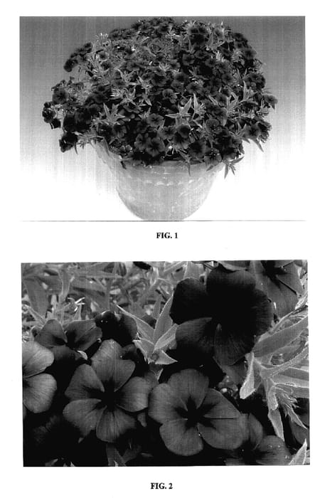 Figure 1 of US plant patent PP18211, the photograph of Sunphlocoro printed in the patent.