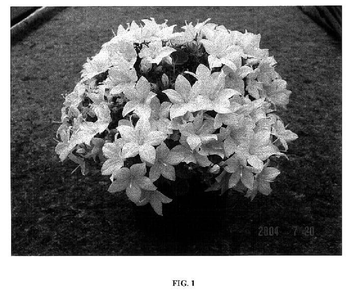 Figure 1 of US plant patent PP18213, the photograph of Camp Whit printed in the patent.