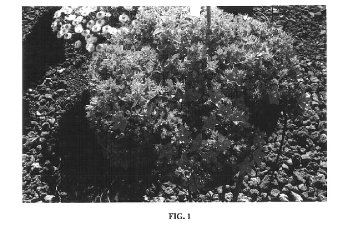 Figure 1 of US plant patent PP18214, the photograph of Camp Trailbule printed in the patent.