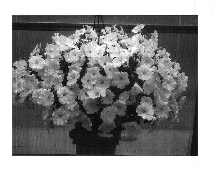 Figure 1 of US plant patent PP18215, the photograph of PET0607 printed in the patent.