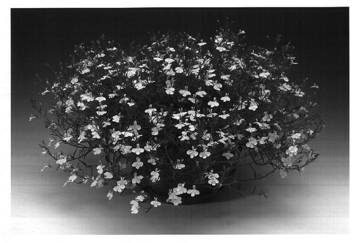 Figure 1 of US plant patent PP18216, the photograph of Lobtrawi printed in the patent.