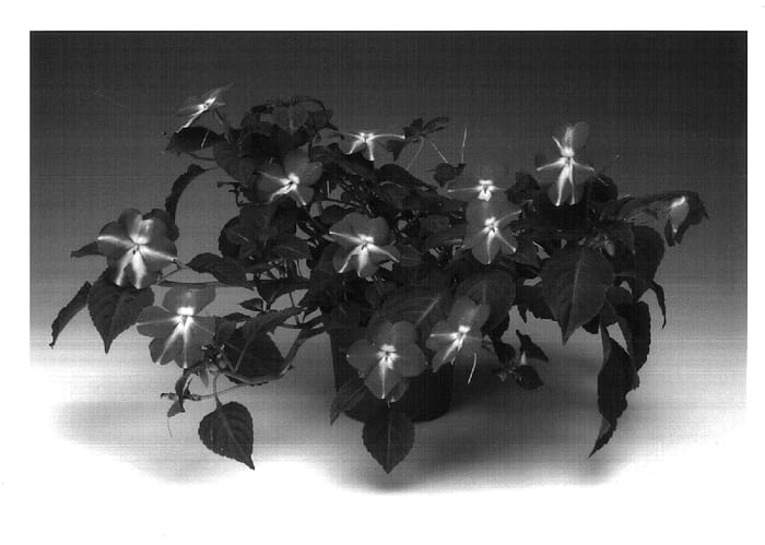 Figure 1 of US plant patent PP18217, the photograph of Imtrarestar printed in the patent.