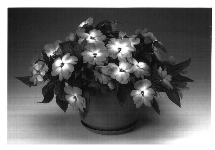 Figure 1 of US plant patent PP18218, the photograph of Ingbrisal printed in the patent.