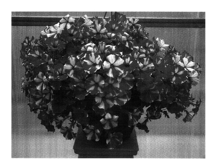 Figure 1 of US plant patent PP18219, the photograph of PET0611 printed in the patent.