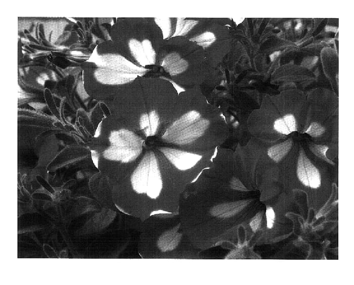 Figure 2 of US plant patent PP18220, the photograph of PET0604 printed in the patent.