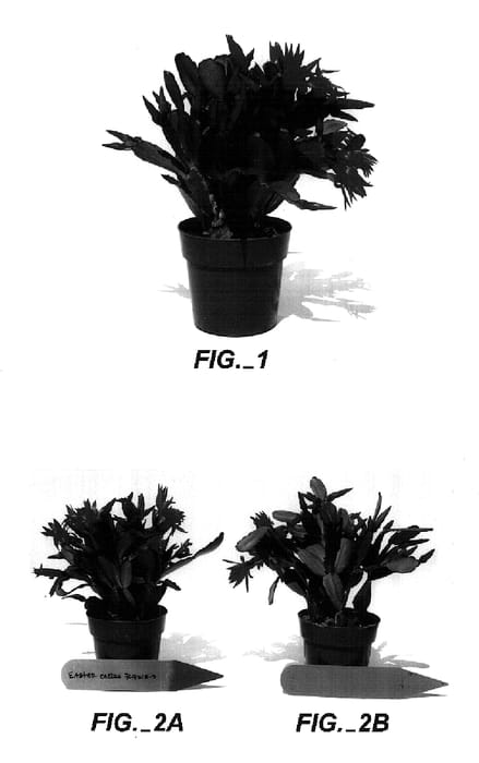 Figure 1 of US plant patent PP18221, the photograph of Elsie printed in the patent.