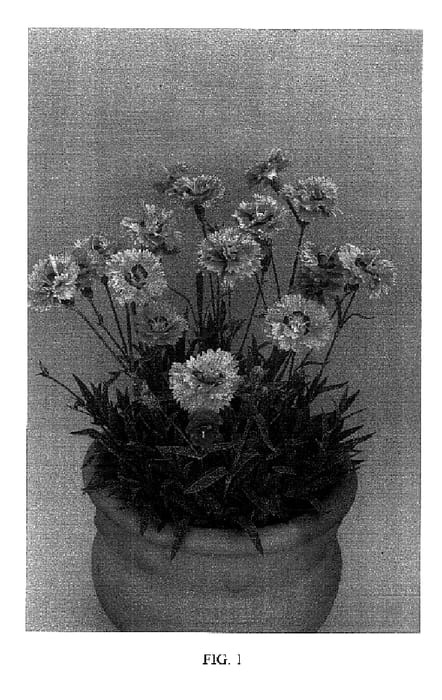Figure 1 of US plant patent PP18222, the photograph of DEVON ESTHER printed in the patent.