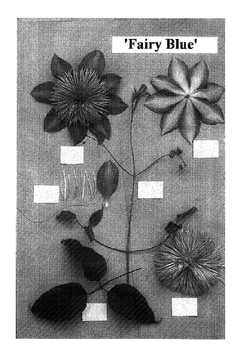 Figure 1 of US plant patent PP18223, the photograph of Fairy Blue printed in the patent.