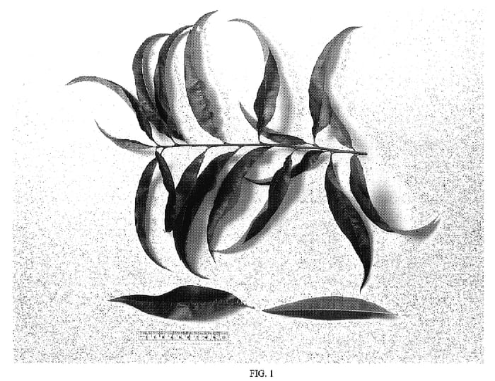Figure 1 of US plant patent PP18224, the photograph of NJ351 printed in the patent.
